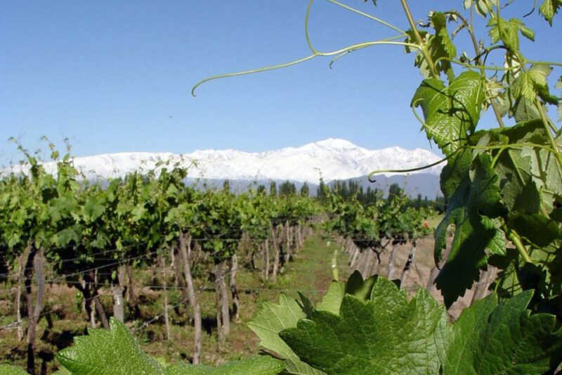 Mendoza: Half-Day Wine Tour With Tastings and Lunch - Inclusions