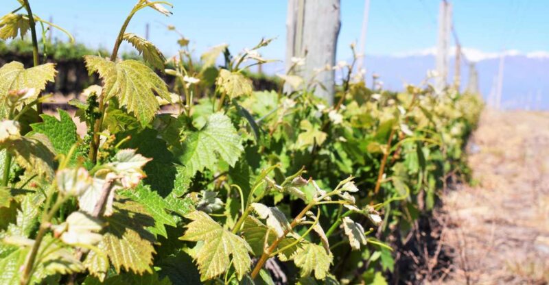 Mendoza: Half-Day Wine Tour With Tastings - Customer Reviews and Ratings