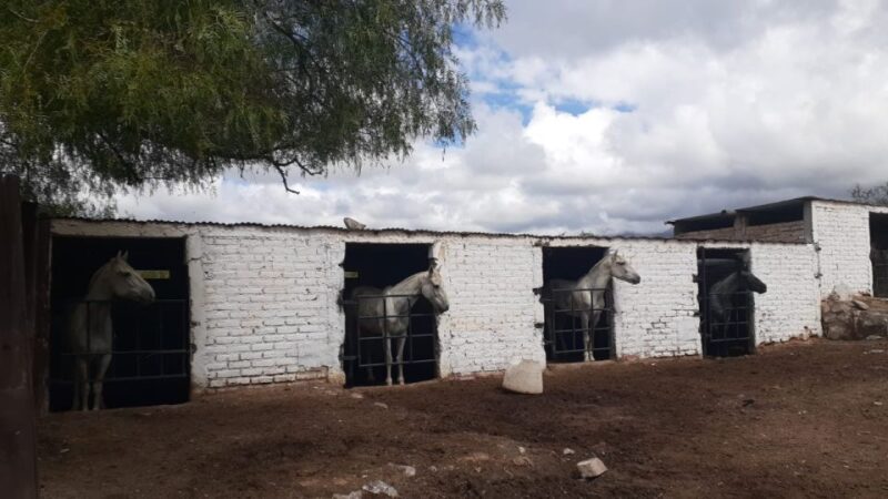 Mendoza: Horseback Riding in the Andes With Authentic BBQ - Customer Reviews and Ratings