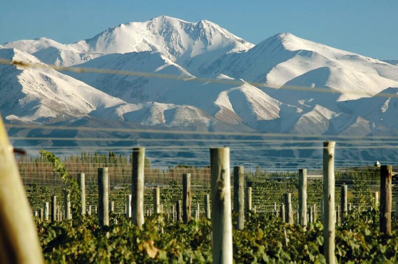 Mendoza: In the Heart of Vineyards and Olive Trees - Tour Highlights