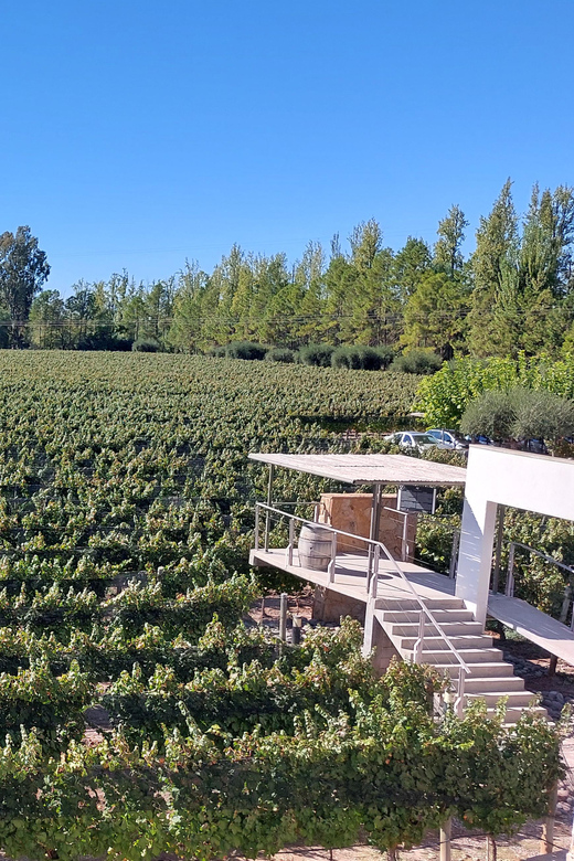 Mendoza Tempus Alba Winery + Trapiche + Transfer Included - Wine Experience Details