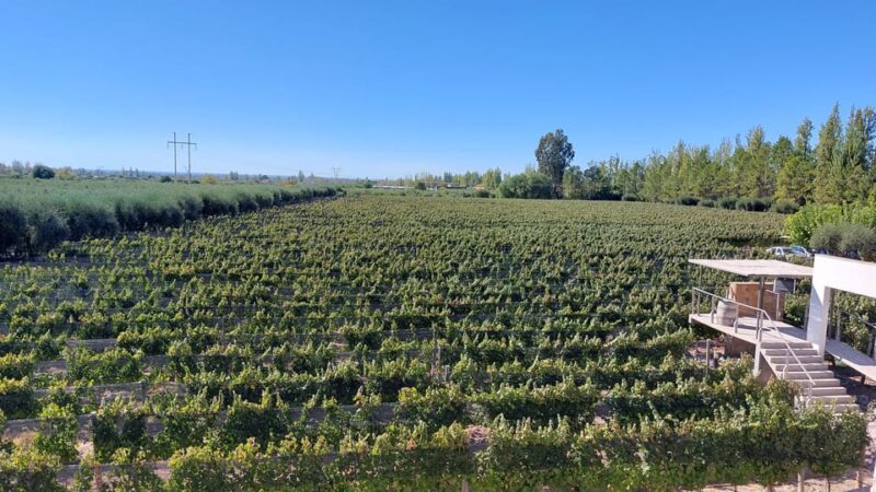 Mendoza Tempus Alba Winery + Trapiche + Transfer Included - Cancellation and Refund Policy
