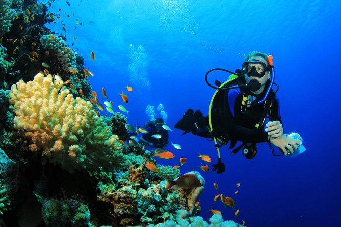 Menjangan Island Bali Diving Activity - Meeting and Pickup Details