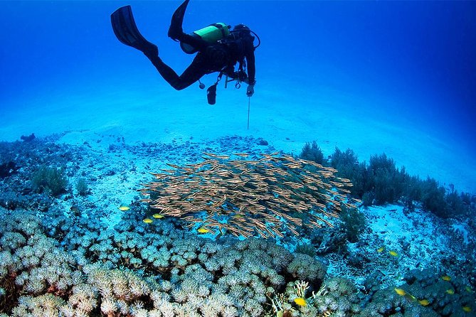 Menjangan Island Bali Diving Activity - Safety and Precautions