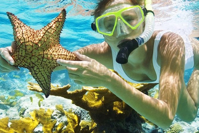 Menjangan Island Bali Diving Activity - Booking and Availability