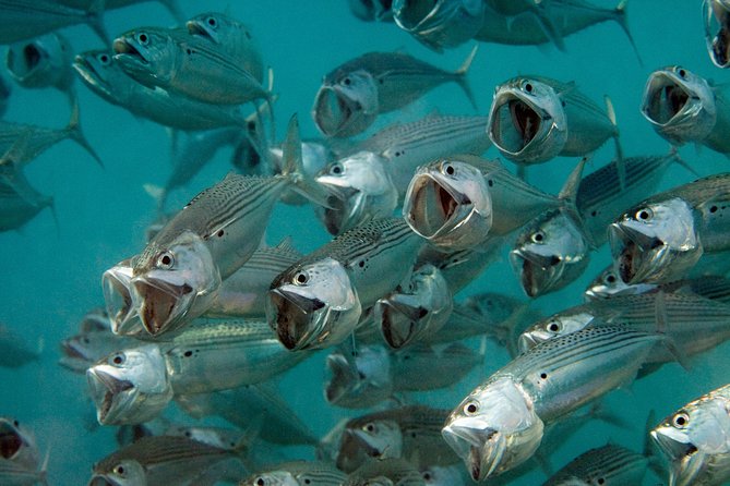 Menjangan Island for Certified Scuba Divers Full Day Boat Trip, 2 Dives + Lunch - Meeting Point and Pickup