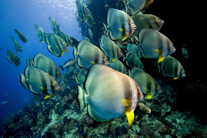 Menjangan Island for Certified Scuba Divers Full Day Boat Trip, 2 Dives + Lunch - Price and Group Size