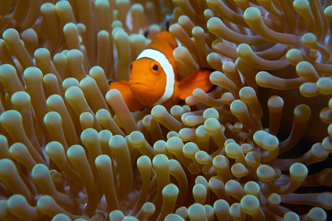 Menjangan Island Snorkeling Full Day Boat Trip - Health and Safety