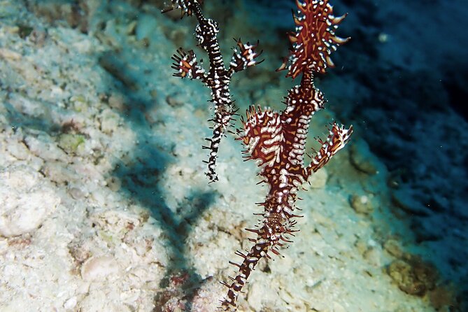 Menjangan Island Snorkeling Full Day Boat Trip - Booking Information