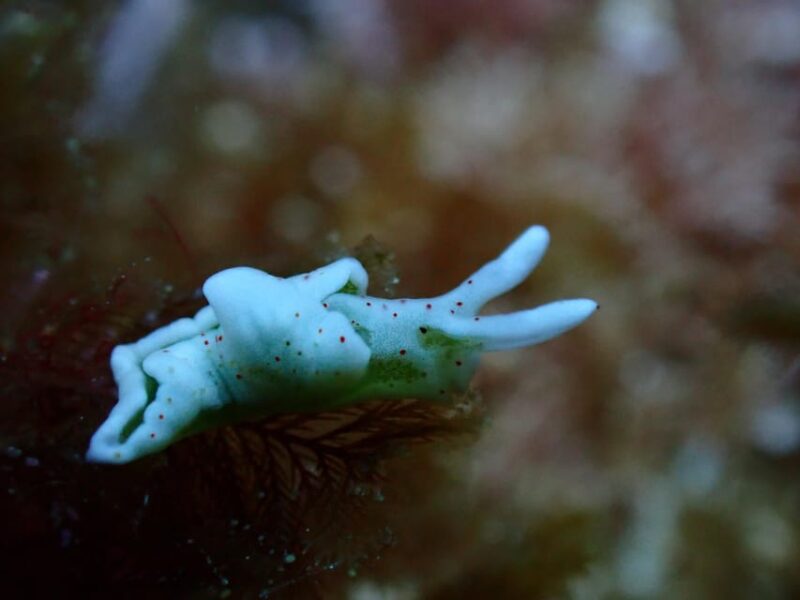 Menorca: 1 Single Dive (Important: Certification Required) - Overview and Pricing