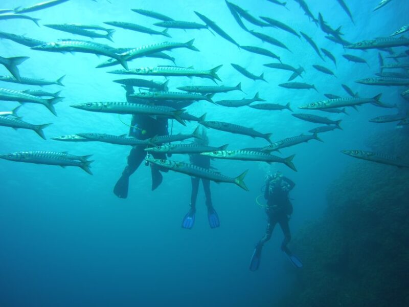 Menorca: Baptism Scuba Diving in Marine Reserve - Important Information on Diving