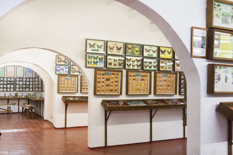 Menorca: Binissues & Natural Sciences Museum Ticket - Exploring the Museo Binissues