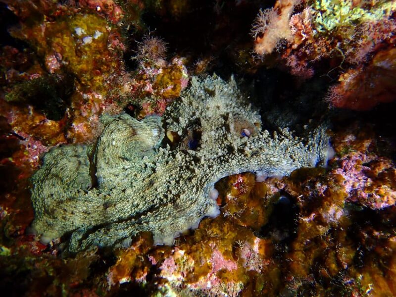 Menorca: Double Dive (IMPORTANT: Certification REQUIRED) - Diving Experience