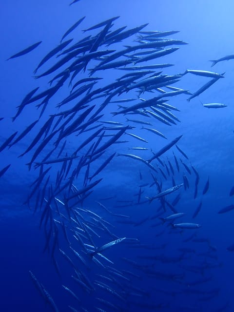 Menorca: Double Dive (IMPORTANT: Certification REQUIRED) - Frequently Asked Questions