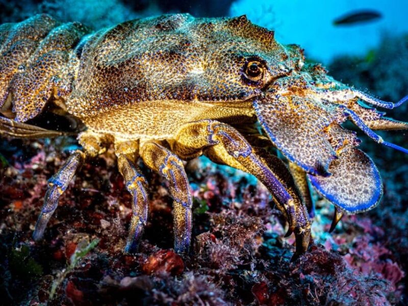 Menorca: Scuba Diving Experience - Experience Highlights