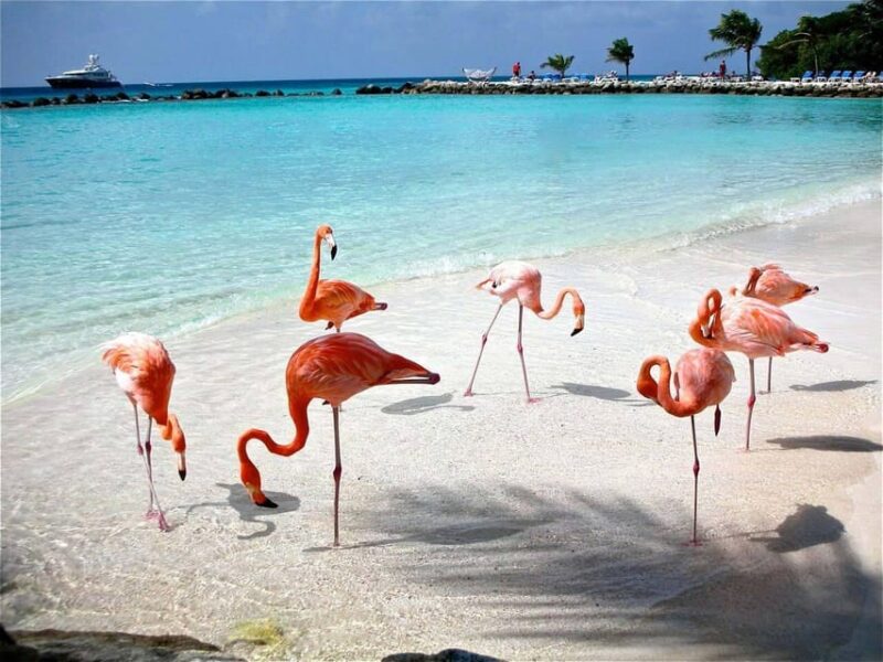 Merida: Celestun Beach and Mangrove Boat Ride Day Trip - Important Information