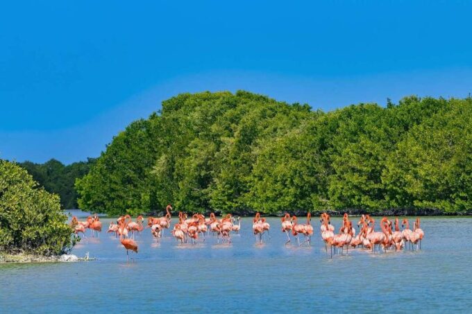 Merida: Celestun Beach and Mangrove Boat Ride Day Trip - Beach Relaxation and Swim