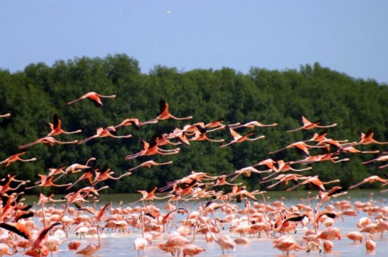 Merida: Celestún Biosphere Reserve and Beach Private Tour - Key Points