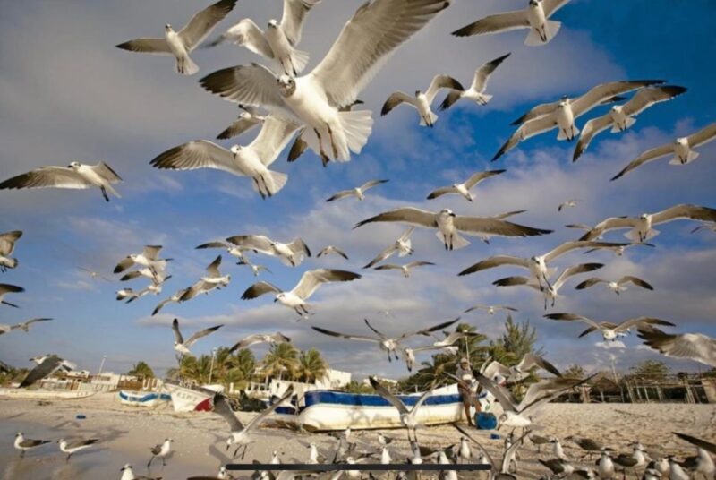 Merida: Celestún Biosphere Reserve and Beach Private Tour - Inclusions and Exclusions