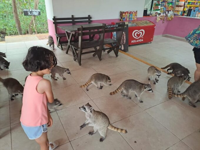 Merida: Celestun Biosphere Reserve Private Tour - Wildlife Spotting Opportunities