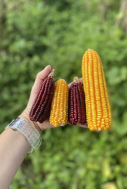 Merida: Mayan Community Cultural Immersion - Sustainable Cornfield Visit
