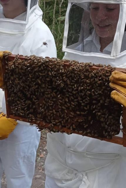 Merida: World of Melipona Bees Exploration Tour - Key Points