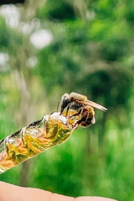 Merida: World of Melipona Bees Exploration Tour - Itinerary Highlights