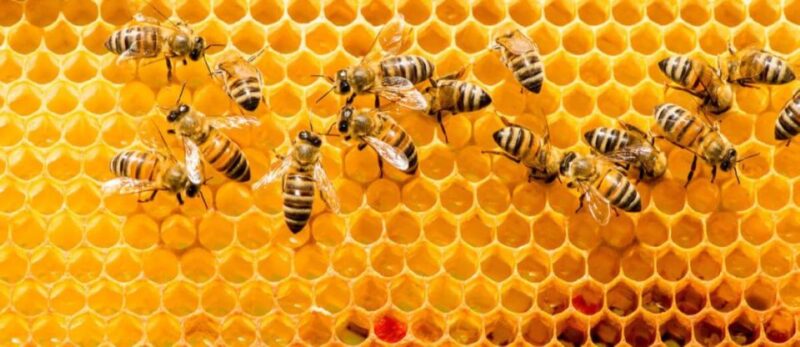 Merida: World of Melipona Bees Exploration Tour - Apiary Activities