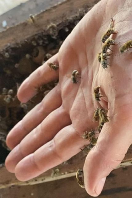 Merida: World of Melipona Bees Exploration Tour - Preparing for the Tour