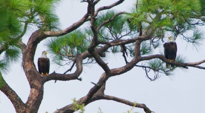Merritt Island: Guided Kayak or SUP Tour Along Banana River - Outdoor Adventure in Banana River