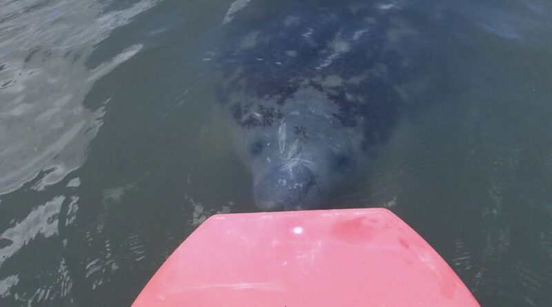Merritt Island: Manatee Watching Paddle or Kayak Tour - Guided Tour Details