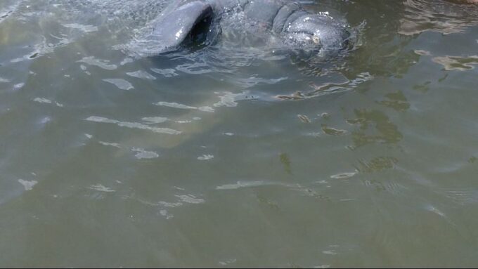 Merritt Island: Manatee Watching Paddle or Kayak Tour - Booking and Cancellation Policy
