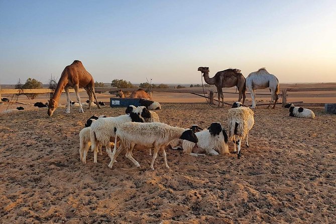 Merzouga Desert Morocco - Camel Riding Adventure