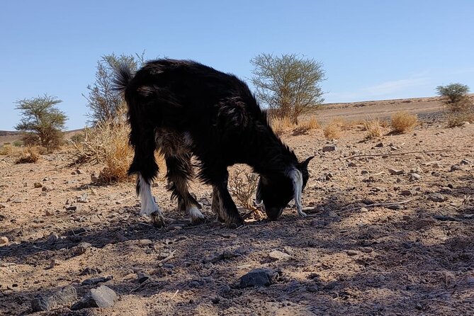 Merzouga Desert Tours -By 4x4 With Nomads Visit - Booking and Cancellation Policy