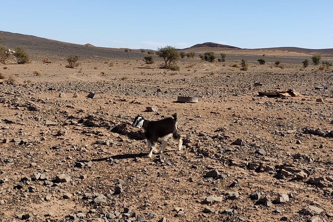 Merzouga Desert Tours -By 4x4 With Nomads Visit - Health and Safety Considerations