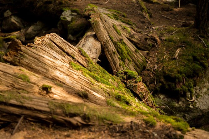 Mesmerizing Nature Walk in Lynn Canyon Park - Escaping the Citys Bustle