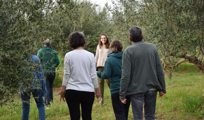 Messenia: Olive Oil Experience-Full Tour, Food Pairing, Dinner - Dining Experience and Local Wines