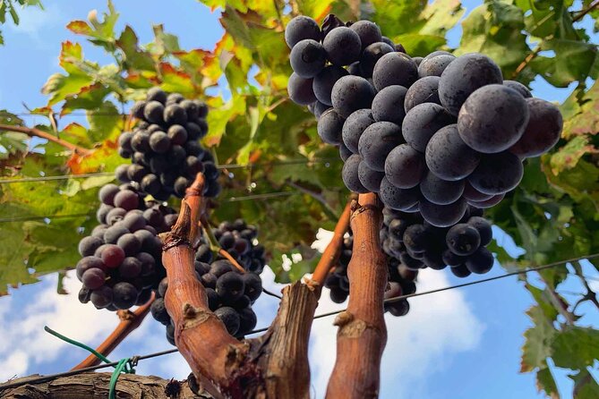 Messina Wine Tasting Experience - Winery Visit and Wine Tasting