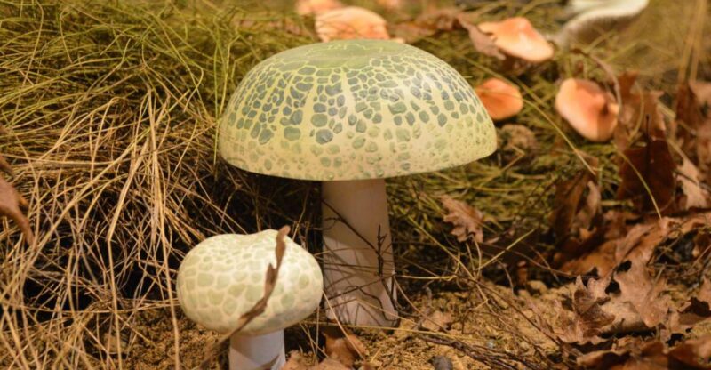 Meteora: Natural History Museum and Mushroom Museum Tour - Museum Collections