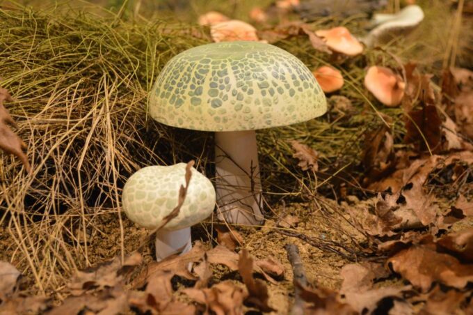 Meteora: Natural History Museum and Mushroom Museum Tour - Pricing