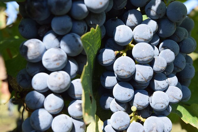 Meteora Private Guided Wine Tasting Experience From Kalampaka - Discovering the Liakou Winery