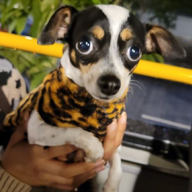 Mexico City: Bring Your Dog Double-Decker Bus Tour at Night - Key Points
