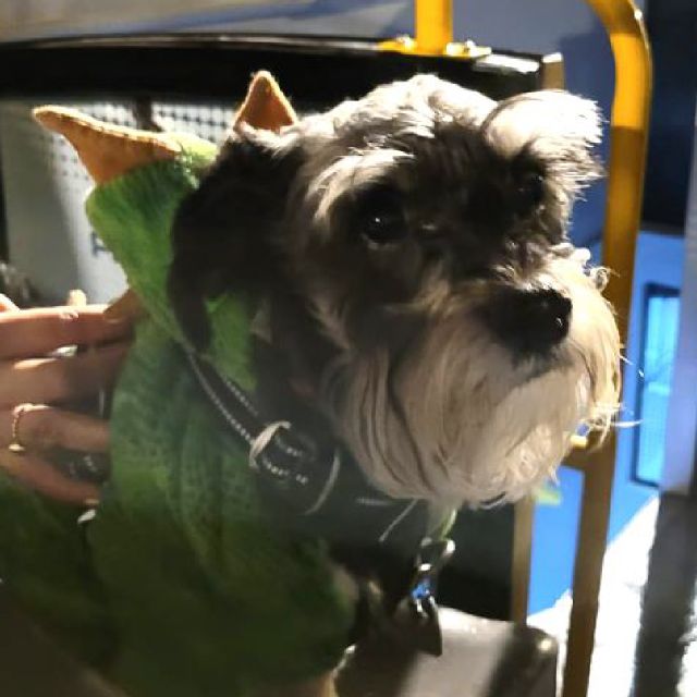 Mexico City: Bring Your Dog Double-Decker Bus Tour at Night - Inclusions