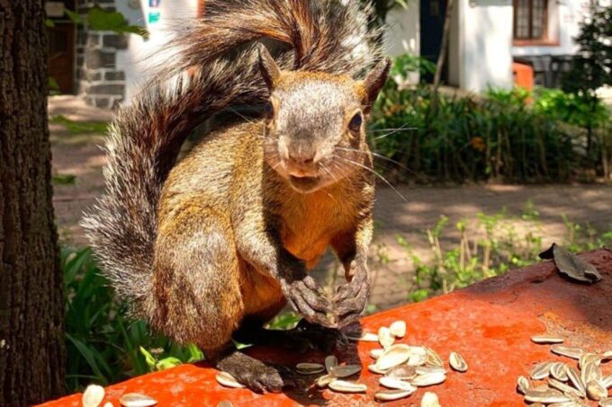 Mexico City: Coyoacan Walking Tour With Frida Kahlo Museum - Visiting the Frida Kahlo Museum