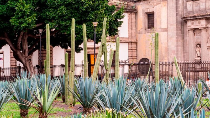 Mexico City: Historic Downtown Walking Tour - Experience Highlights