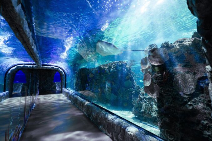 Mexico City: Inbursa Aquarium Ticket With VR Option - Accessibility and Visitor Guidelines