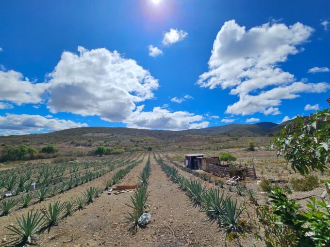 Mezcal Day Premium Family Distilleries Tour With Lunch - Pickup and Transportation