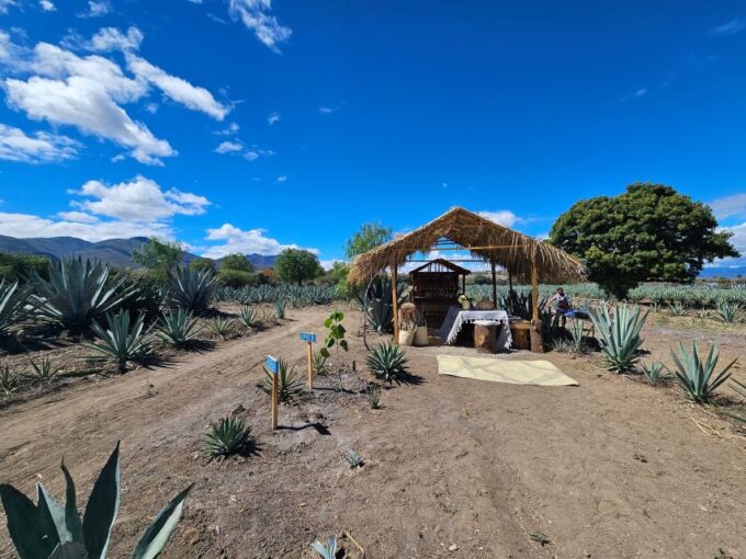 Mezcal Day Premium Family Distilleries Tour With Lunch - Traditional Lunch