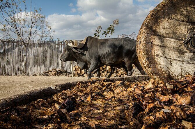 Mezcal Tasting -Masterclass + Blind tasting- - Key Points