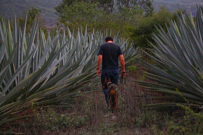 Mezcal Tour Oaxaca - The Value of the Experience